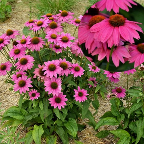 Echinacea purpurea 'PowWow Wild Berry' - Punane siilkübar 'PowWow Wild Berry' P9/0,55L